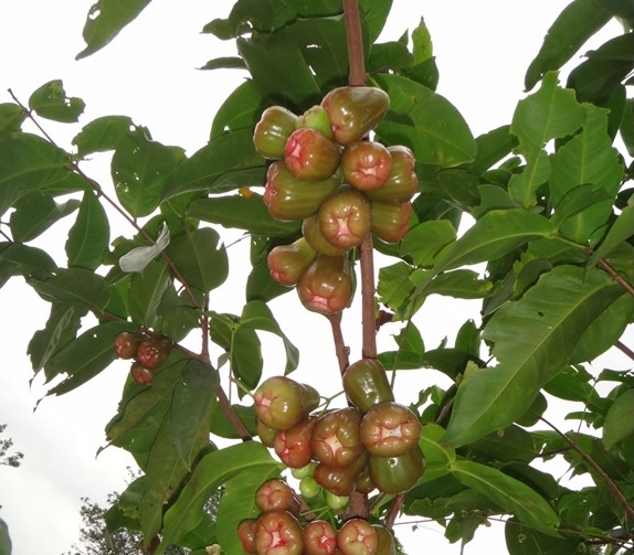 Seputar d’sa | Dusun Sahabat Alam